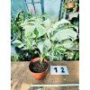 MONSTERA ALBO VARIEGATED