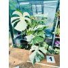 MONSTERA ALBO VARIEGATED