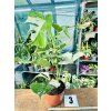 MONSTERA ALBO VARIEGATED