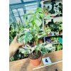MONSTERA ALBO VARIEGATED