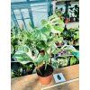 MONSTERA ALBO VARIEGATED