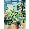 MONSTERA ALBO VARIEGATED