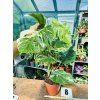 MONSTERA ALBO VARIEGATED