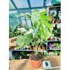 MONSTERA ALBO VARIEGATED