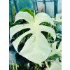 MONSTERA ALBO VARIEGATED