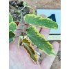 BEGONIE DAINTY SPRAY VARIEGATED