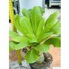 BRIGHAMIA INSIGNIS - HAVAJSKÁ PALMA