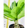 BRIGHAMIA INSIGNIS