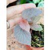 BEGONIE LAMRIANA SILVER