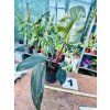 PHILODENDRON RED SUN