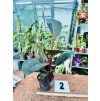 PHILODENDRON RED SUN