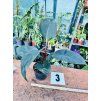 PHILODENDRON RED SUN