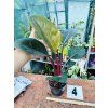 PHILODENDRON RED SUN