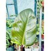 PHILODENDRON RED SUN