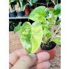 PHILODENDRON BURLE MARXII VARIEGATED
