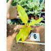 PHILODENDRON ORANGE MARMELADE