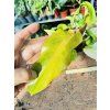PHILODENDRON ORANGE MARMELADE