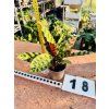 CALATHEA INSIGNIS