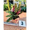 CALATHEA INSIGNIS