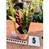 CALATHEA INSIGNIS