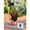 CALATHEA INSIGNIS