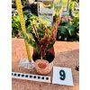 CALATHEA INSIGNIS