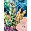 CALATHEA INSIGNIS