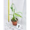 RHAPHIDOPHORA PUBERULA VARIEGATED