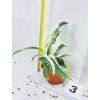 RHAPHIDOPHORA PUBERULA VARIEGATED