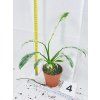 RHAPHIDOPHORA PUBERULA VARIEGATED