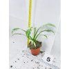 RHAPHIDOPHORA PUBERULA VARIEGATED