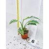 RHAPHIDOPHORA PUBERULA VARIEGATED
