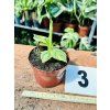 MUSA AUREA