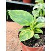 MUSA AUREA