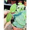 HOYA VANGVIENGIENSIS
