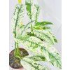 RHAPHIDOPHORA PUBERULA VARIEGATED