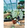 BEGONIE SNOWCAP