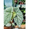 BEGONIE SNOWCAP