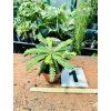 BIOPHYTUM SENSITIVUM