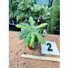 BIOPHYTUM SENSITIVUM