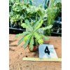 BIOPHYTUM SENSITIVUM