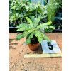 BIOPHYTUM SENSITIVUM