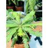 BIOPHYTUM SENSITIVUM