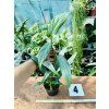 EPIPREMNUM AMPLISSIMUM SILVER STRIPE