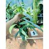 EPIPREMNUM AMPLISSIMUM SILVER STRIPE