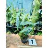 EPIPREMNUM AMPLISSIMUM SILVER STRIPE