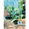 EPIPREMNUM AMPLISSIMUM SILVER STRIPE