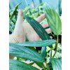 EPIPREMNUM AMPLISSIMUM SILVER STRIPE