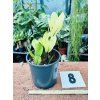 ZAMIOCULCAS CHAMELEON