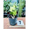 ZAMIOCULCAS CHAMELEON